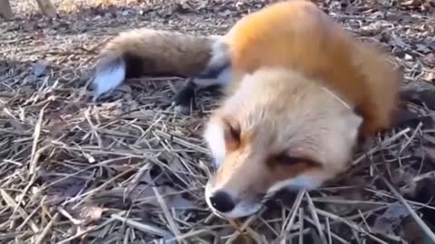 Top 5 Foxes