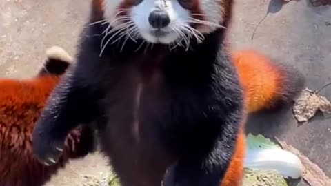 Cute red panda