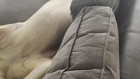 English Mastiff Lounges on Couch