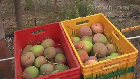 How to harvest a mango plantation with a machine || gardening technology