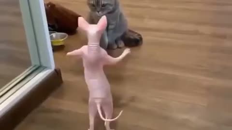 😅I'm not a rat - I'm a dancing amazing kitten !! 🐈🐈