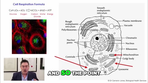 Mitochondria: Boosting Brain Health with Light Therapy!