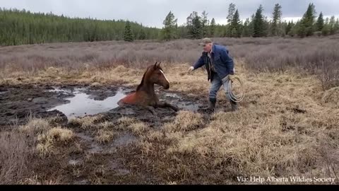 100 Heartwarming Acts Of Kindness Towards Animals That Will Make You fell