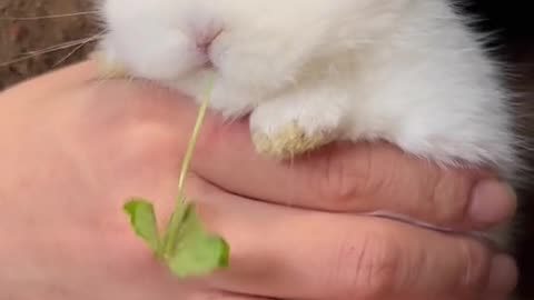 Baby Rabbit Lovely Moment