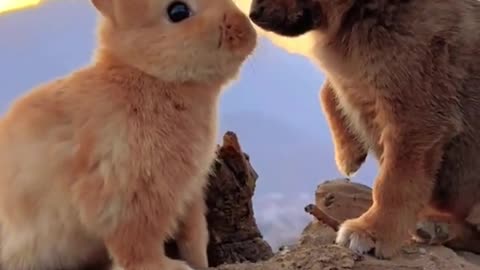 Cute 🥰 animal | funny animals