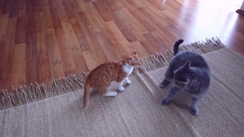 Fighting cats are adorable - Domestic Pets Colorful Cat Sounds Videos Funniest