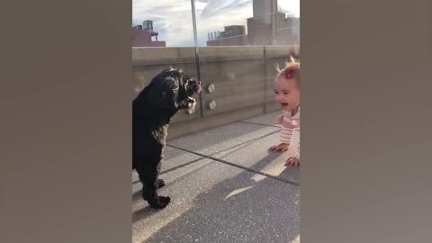 Cute Babies Playing With Dogs Compilation _ Funny Baby And Pets(