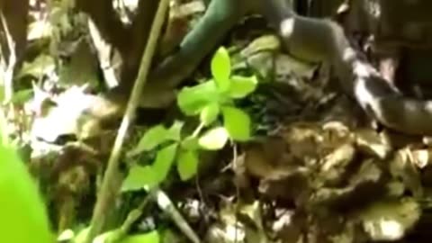 non-venomous snake devours poisonous snake still alive