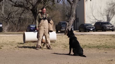 How Dogs are trained in us military