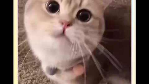 Funny Kitten's Cute Moments