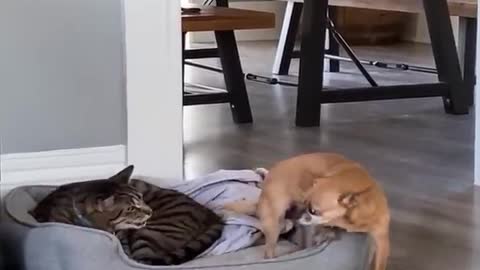 Funniest Videos 2023 😂 Funny Cats 🐱 and Dogs