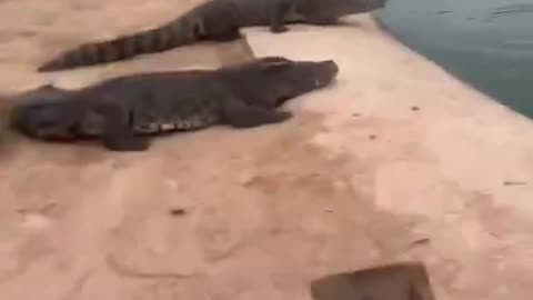 Gators Scared Of Shovel