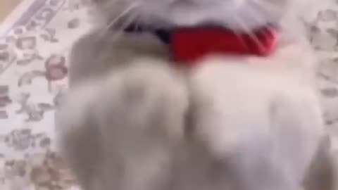 Funny Cat video