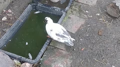 Moomintroll and Twinkle take a morning bath.