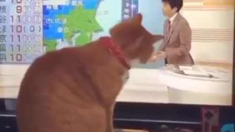 funny cats moments 😂👍