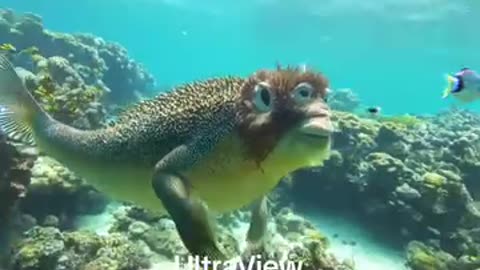 Unrealanimals fish