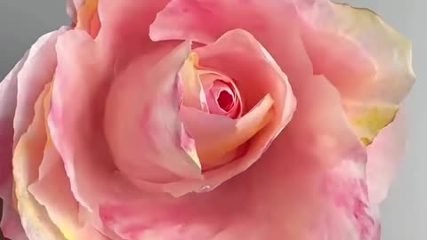 Pink flower