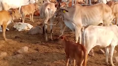 Animals🐃🐂#short#shortvideo#firstshortvideo #youtubeshort