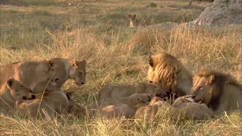 Lions Vs Prey