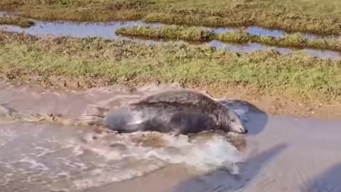 From Gray to Great: The Journey of a Seal