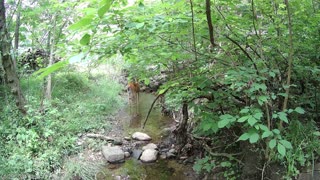 Recently Born Fawn