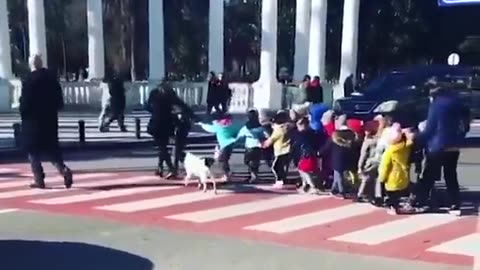 Shorts - Dog Stops Traffic For School Kids In Georgia