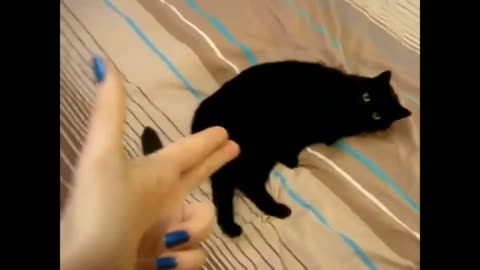 Funny cats that fall toward them after shooting