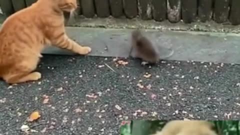 short video of a cat slapping a rat very hard-funny cat video-funny animals video-we love aninals #8