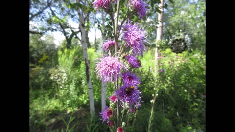 Summertime Blooms Blazing Star Aug 2022