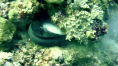 merciless moray eel attacks shark