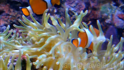 Under water sea life 4k HD