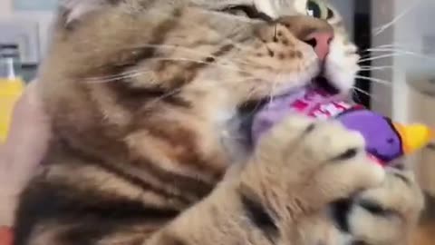 greedy kitty🤣🤣#fyp #eating #food #asmr #foryou #top #cat #animals