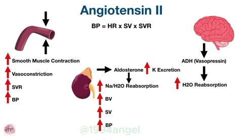 ACE Inhibitor Pharmacology_ Mechanism of Action, Side Effects, Nursing Mnemonic