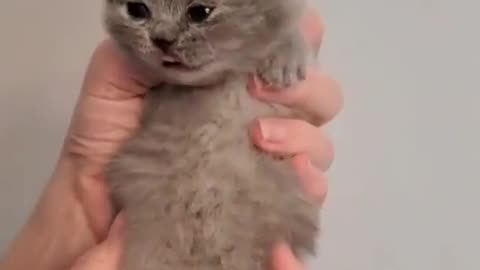 Cute Little Kitty Meowing 🐈🥰 | Cutest Animal