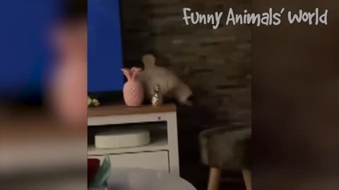 FUNNY ANIMALS