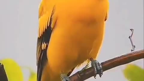 Baltimore Oriole