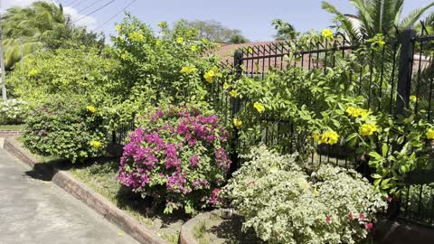 Relaxing in the Garden with Mia | Garden with Music in Sutiaba, Nicaragua