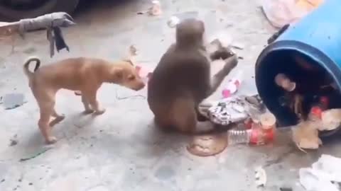 AMAZAING VEDIO:-:DOG 🐶 HITS MONKEY🙊😂😁😂😁