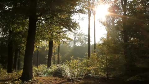 2 hours Tranquil Forest sounds bird songs