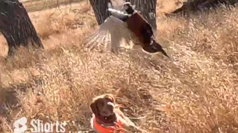 Pheasant Hunting in the Colorado Woods