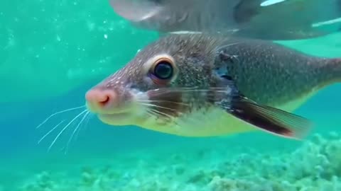 Fish with a mouse head