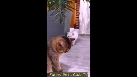 Cats and dogs funny dogs 2024