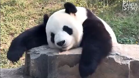 panda video in zoo and funny moments