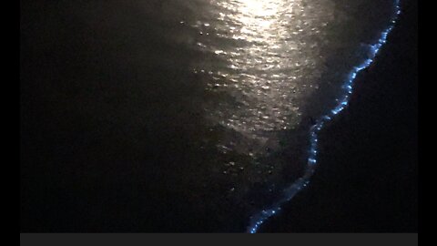 Bioluminescents sparkle the beaches of the Emerald Coast under a full moon.