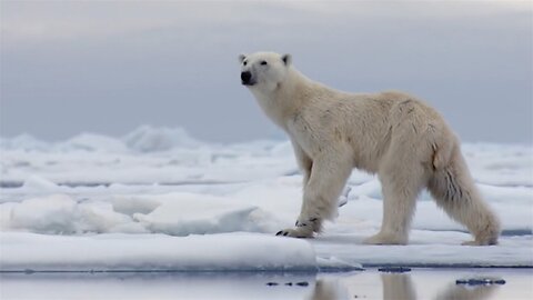 The Best Of Polar Bears - BBC Earth