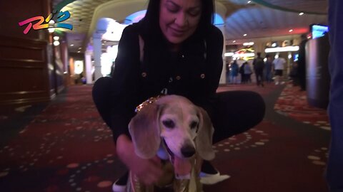 Beagle on the Casino Floor