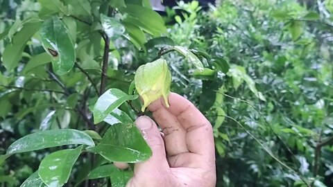 frutíferas produzindo em vaso acerola Okinawa biribá fruta do milagre graviola caqui...