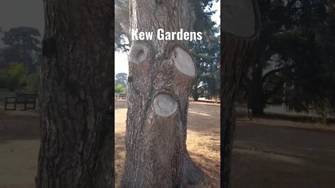 Tree face | Kew Gardens Tree #shorts #video #london