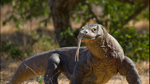 Humans are Pushing Komodo Dragons to Extinction