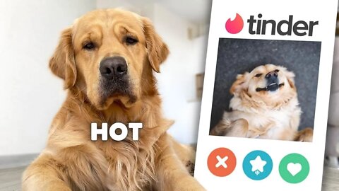 My Dog Tries to Find a Girlfriend on TINDER!